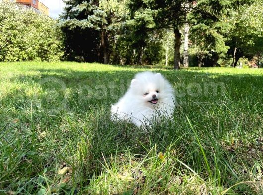 2 Aylık Erkek Dişi Mükemmel Kalite Pomeranian Boo görsel