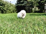 2 Aylık Erkek Dişi Mükemmel Kalite Pomeranian Boo
