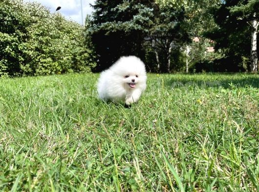 2 Aylık Erkek Dişi Mükemmel Kalite Pomeranian Boo görsel
