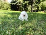 2 Aylık Erkek Dişi Mükemmel Kalite Pomeranian Boo