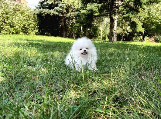 2 Aylık Erkek Dişi Mükemmel Kalite Pomeranian Boo görsel