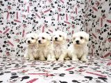 Mükemmel Kali̇tede Maltese Terri̇er Yavru