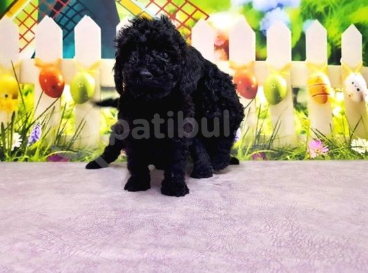 Ruhsatli Üreti̇m Çi̇ftli̇ği̇nden Toy Poodle Yavrular görsel