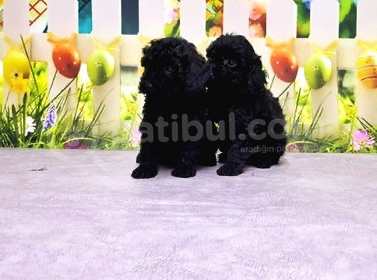 Ruhsatli Üreti̇m Çi̇ftli̇ği̇nden Toy Poodle Yavrular görsel