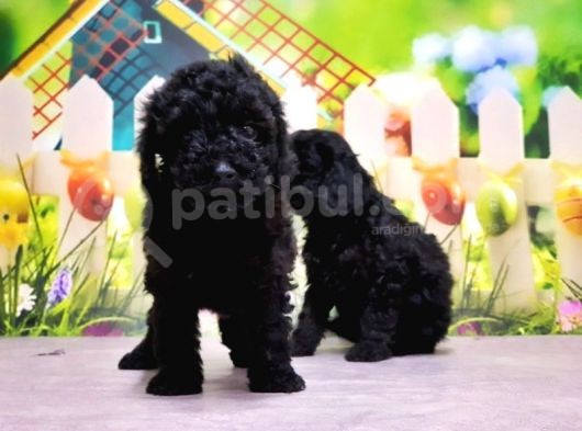 Ruhsatli Üreti̇m Çi̇ftli̇ği̇nden Toy Poodle Yavrular görsel