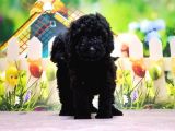 Ruhsatli Üreti̇m Çi̇ftli̇ği̇nden Toy Poodle Yavrular