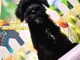 Ruhsatli Üreti̇m Çi̇ftli̇ği̇nden Mi̇nyatür Schnauzer Yavrular