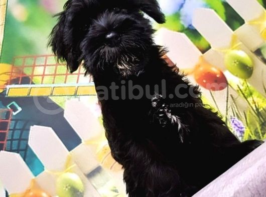Ruhsatli Üreti̇m Çi̇ftli̇ği̇nden Mi̇nyatür Schnauzer Yavrular görsel