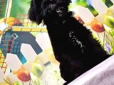 Ruhsatli Üreti̇m Çi̇ftli̇ği̇nden Mi̇nyatür Schnauzer Yavrular