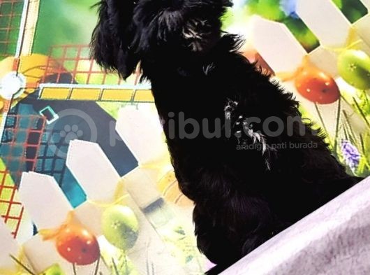 Ruhsatli Üreti̇m Çi̇ftli̇ği̇nden Mi̇nyatür Schnauzer Yavrular görsel