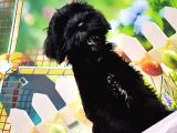 Ruhsatli Üreti̇m Çi̇ftli̇ği̇nden Mi̇nyatür Schnauzer Yavrular