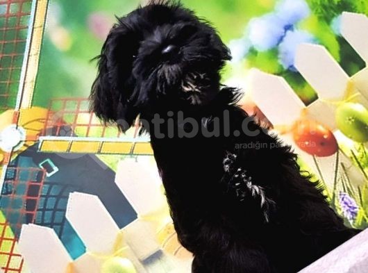 Ruhsatli Üreti̇m Çi̇ftli̇ği̇nden Mi̇nyatür Schnauzer Yavrular görsel