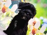 Ruhsatli Üreti̇m Çi̇ftli̇ği̇nden Mi̇nyatür Schnauzer Yavrular