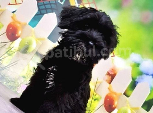 Ruhsatli Üreti̇m Çi̇ftli̇ği̇nden Mi̇nyatür Schnauzer Yavrular