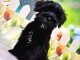 Ruhsatli Üreti̇m Çi̇ftli̇ği̇nden Mi̇nyatür Schnauzer Yavrular