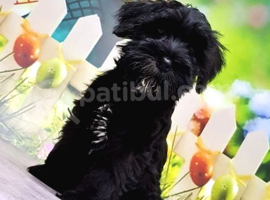 Ruhsatli Üreti̇m Çi̇ftli̇ği̇nden Mi̇nyatür Schnauzer Yavrular görsel