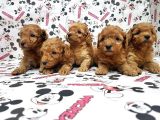 Mükemmel Kali̇tede Toy Poodle Yavru