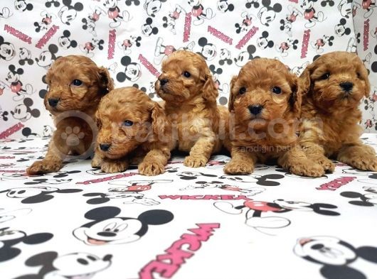 Mükemmel Kali̇tede Toy Poodle Yavru görsel