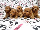 Mükemmel Kali̇tede Toy Poodle Yavru