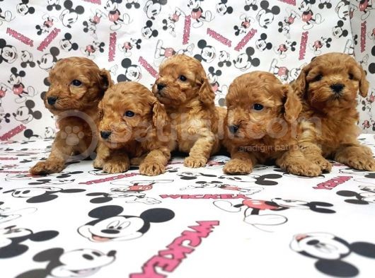 Mükemmel Kali̇tede Toy Poodle Yavru görsel
