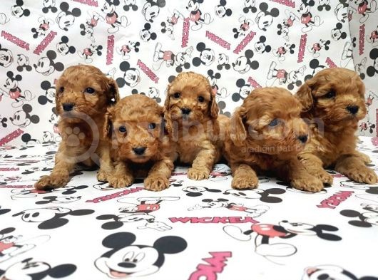 Mükemmel Kali̇tede Toy Poodle Yavru görsel