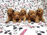Mükemmel Kali̇tede Toy Poodle Yavru
