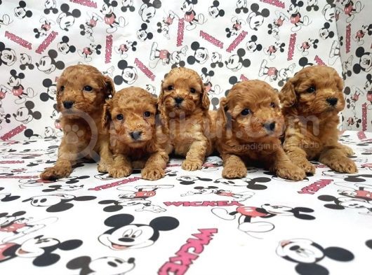 Mükemmel Kali̇tede Toy Poodle Yavru