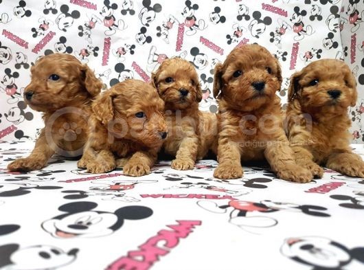 Mükemmel Kali̇tede Toy Poodle Yavru görsel