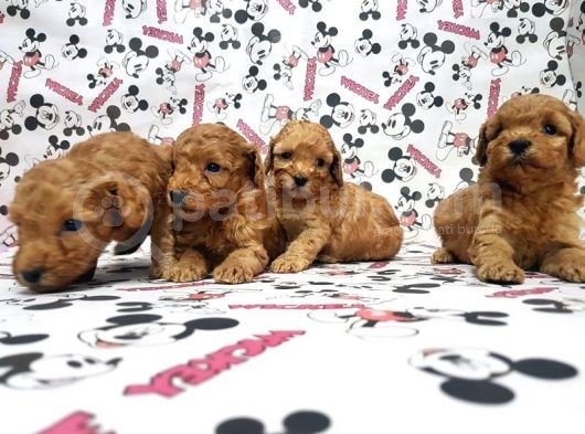 Mükemmel Kali̇tede Toy Poodle Yavru görsel