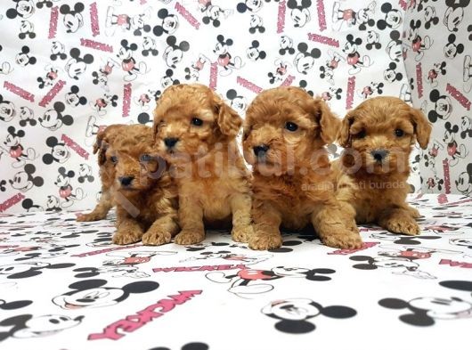 Mükemmel Kali̇tede Toy Poodle Yavru görsel