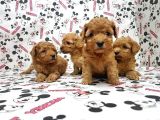 Mükemmel Kali̇tede Toy Poodle Yavru