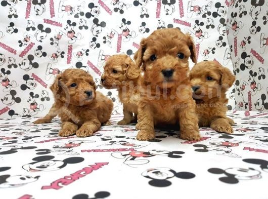 Mükemmel Kali̇tede Toy Poodle Yavru görsel