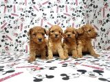 Mükemmel Kali̇tede Toy Poodle Yavru