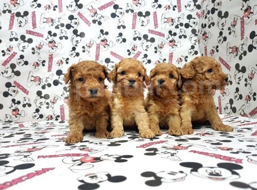 Mükemmel Kali̇tede Toy Poodle Yavru görsel