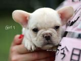 Fransız Bulldog Egzotik Köpek Yavruları