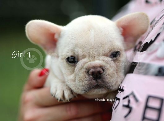 Fransız Bulldog Egzotik Köpek Yavruları