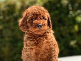 Red Toy Poodle Yavrular
