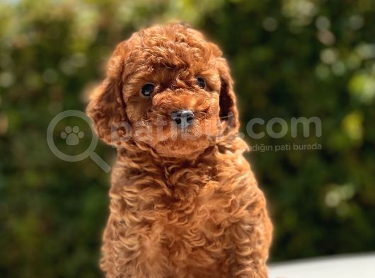 Red Toy Poodle Yavrular görsel