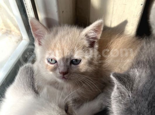 Golden 2 Aylık Oğlum görsel