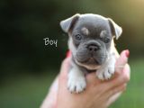 Fransız Bulldog Egzotik Köpek Yavruları