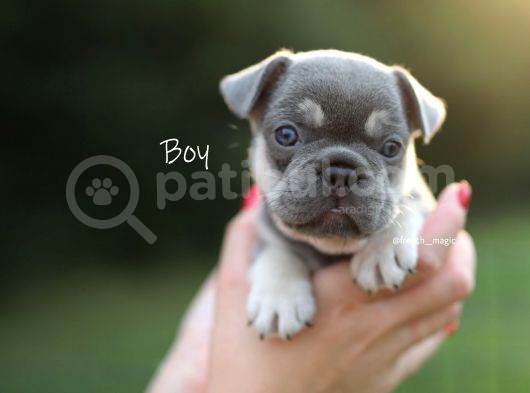 Fransız Bulldog Egzotik Köpek Yavruları görsel