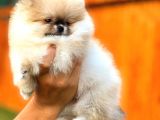 Üst Kalite Pomeranian Boo