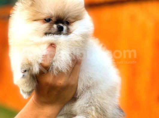 Üst Kalite Pomeranian Boo görsel