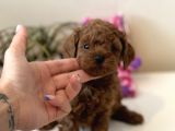 Safkan Toy Poodle Bebekler