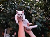 Aşili Karneli̇ Kar Beyaz Bri̇ti̇sh Shorthai̇r Yavrularimiz
