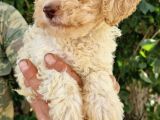 Klasi̇k  Poodle Yavrularimiz Pet Pasaportlu Ve Mi̇kroçi̇pli̇