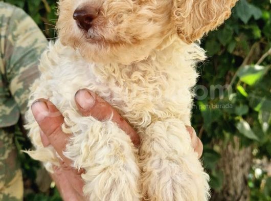 Klasi̇k  Poodle Yavrularimiz Pet Pasaportlu Ve Mi̇kroçi̇pli̇