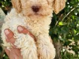 Klasi̇k  Poodle Yavrularimiz Pet Pasaportlu Ve Mi̇kroçi̇pli̇