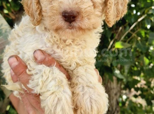 Klasi̇k  Poodle Yavrularimiz Pet Pasaportlu Ve Mi̇kroçi̇pli̇ görsel
