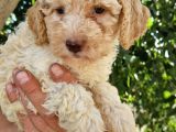 Klasi̇k  Poodle Yavrularimiz Pet Pasaportlu Ve Mi̇kroçi̇pli̇